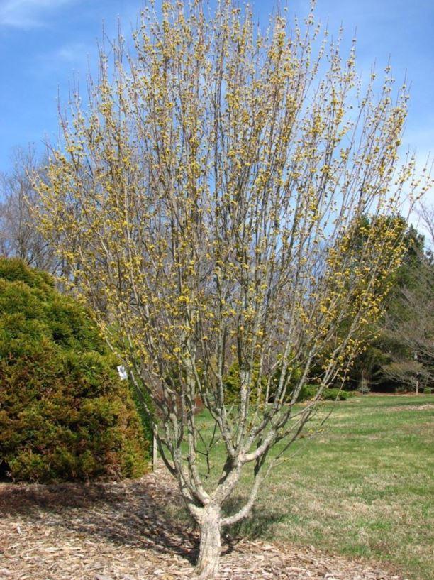 Cornus Mas Golden Glory Single Stem - View 12 from www redcrocus com