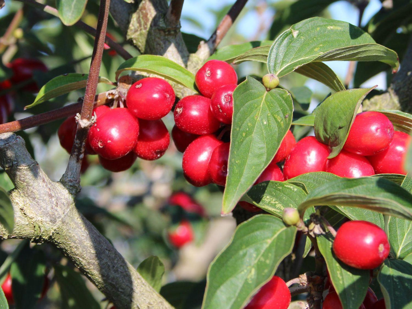 Cornus Mas Golden Glory Single Stem - View 13 from www redcrocus com