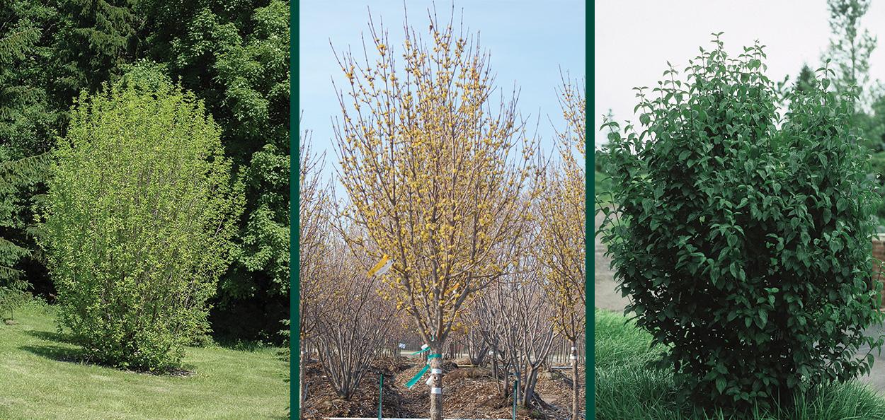Cornus Mas Golden Glory Single Stem - View 14 from www redcrocus com