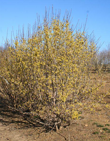 Cornus Mas Golden Glory Single Stem - View 16 from www redcrocus com