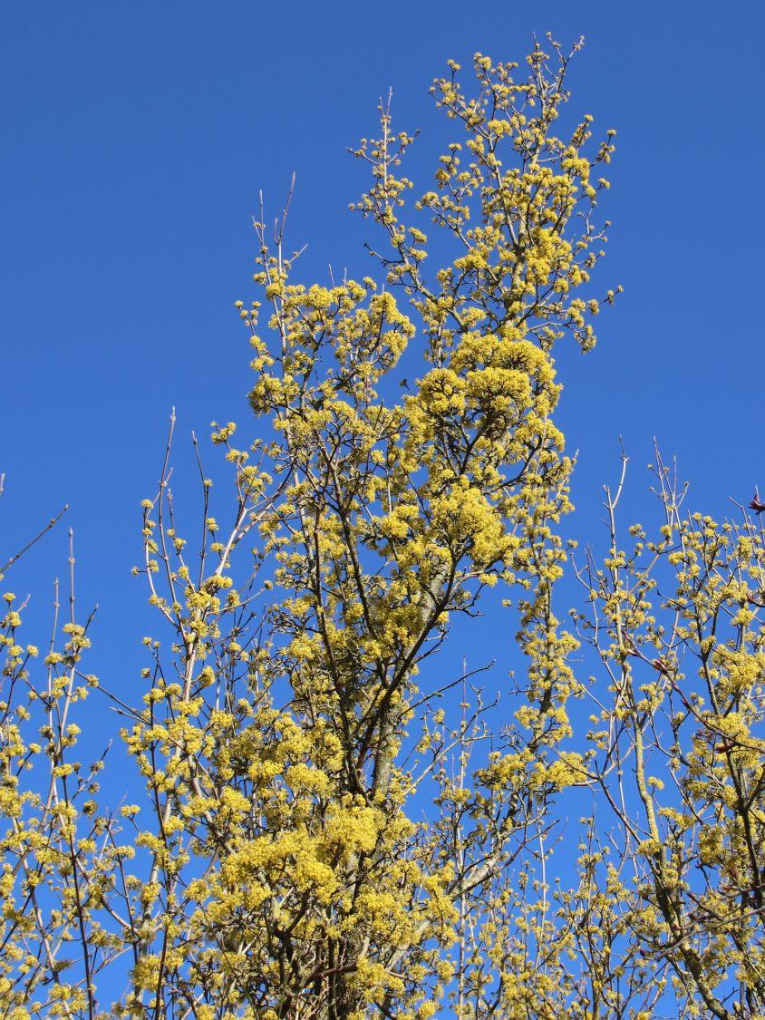 Cornus Mas Golden Glory Single Stem - View 17 from www redcrocus com
