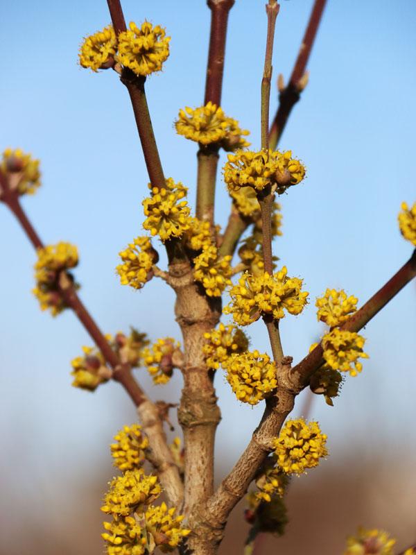 Cornus Mas Golden Glory Single Stem - View 19 from www redcrocus com