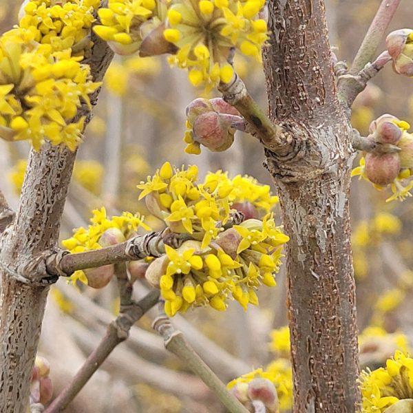 Cornus Mas Golden Glory Single Stem - View 1 from www redcrocus com