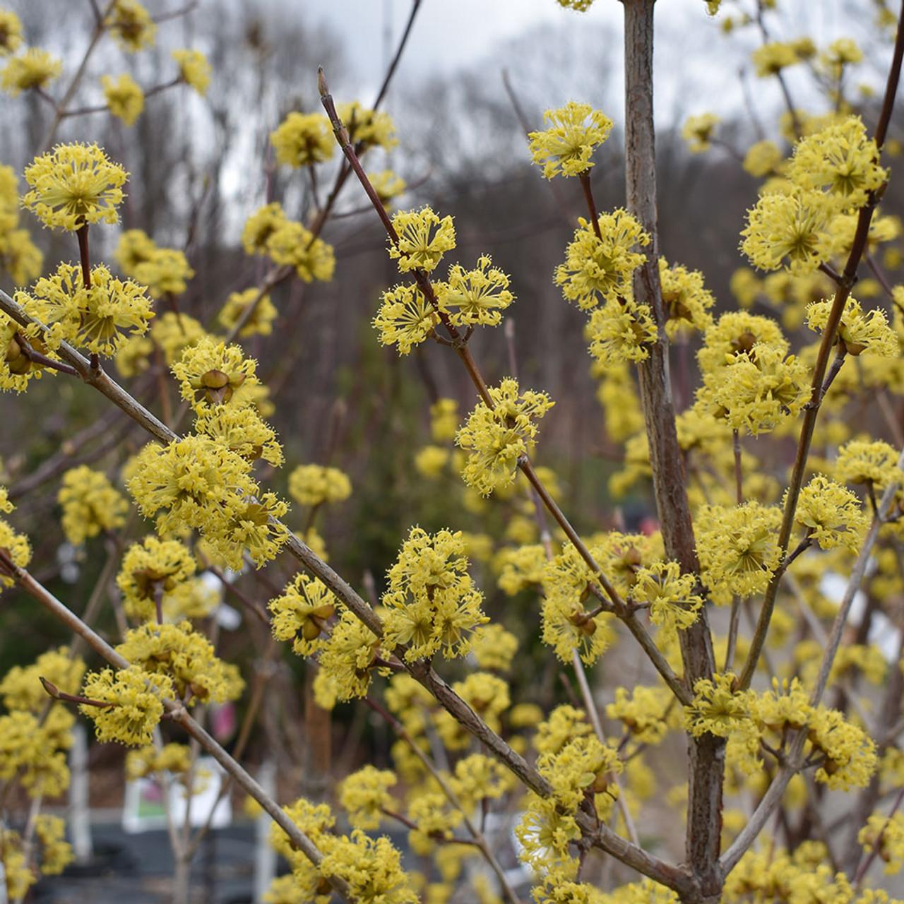 Cornus Mas Golden Glory Single Stem - View 4 from www redcrocus com