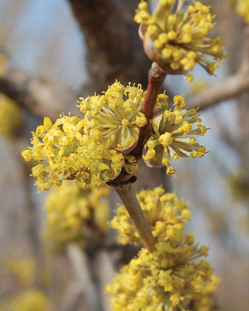 Cornus Mas Golden Glory Single Stem - View 6 from www redcrocus com
