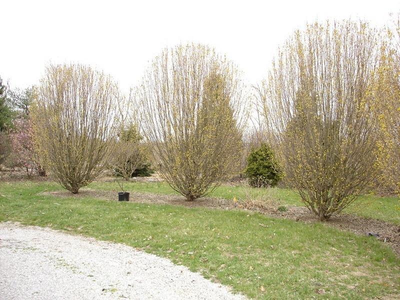 Cornus Mas Golden Glory Single Stem - View 8 from www redcrocus com
