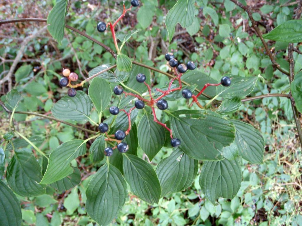 Cornus Alternifolia Single Stem - View 12 from www redcrocus com
