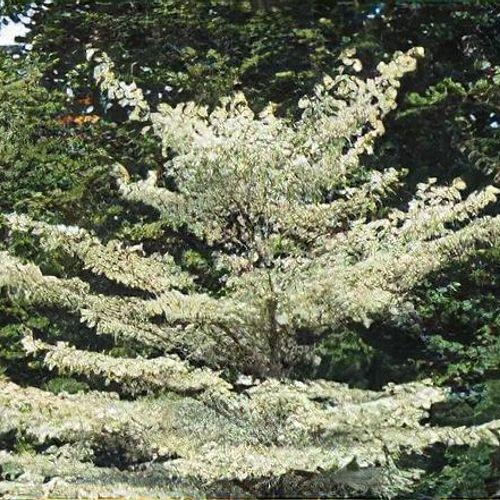 Cornus Alternifolia Single Stem - View 13 from www redcrocus com