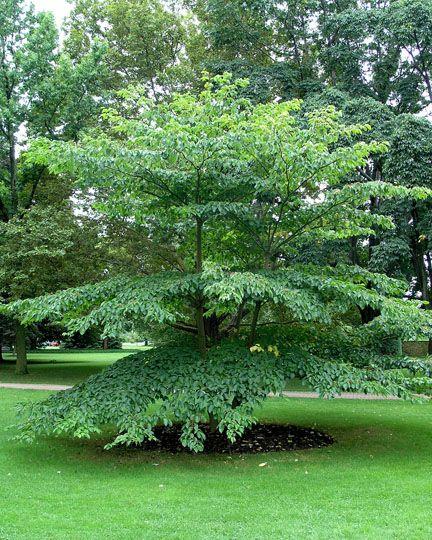 Cornus Alternifolia Single Stem - View 15 from www redcrocus com