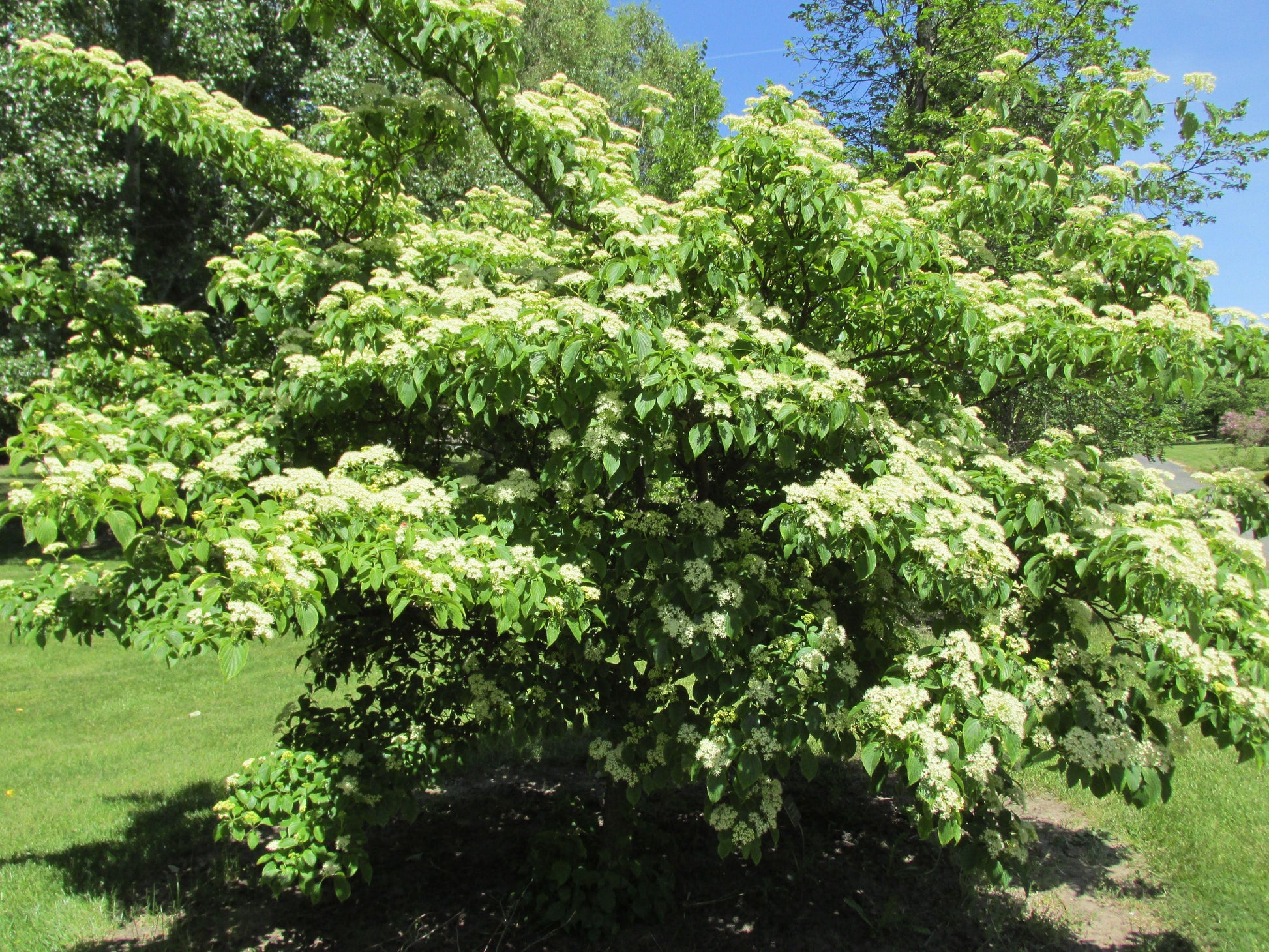 Cornus Alternifolia Single Stem - View 16 from www redcrocus com