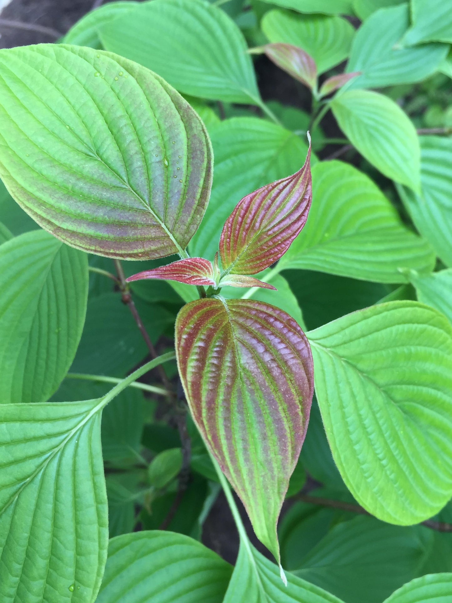 Cornus Alternifolia Single Stem - View 17 from www redcrocus com