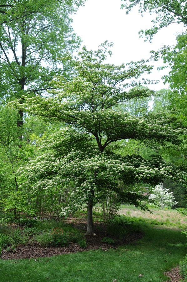 Cornus Alternifolia Single Stem - View 1 from www redcrocus com