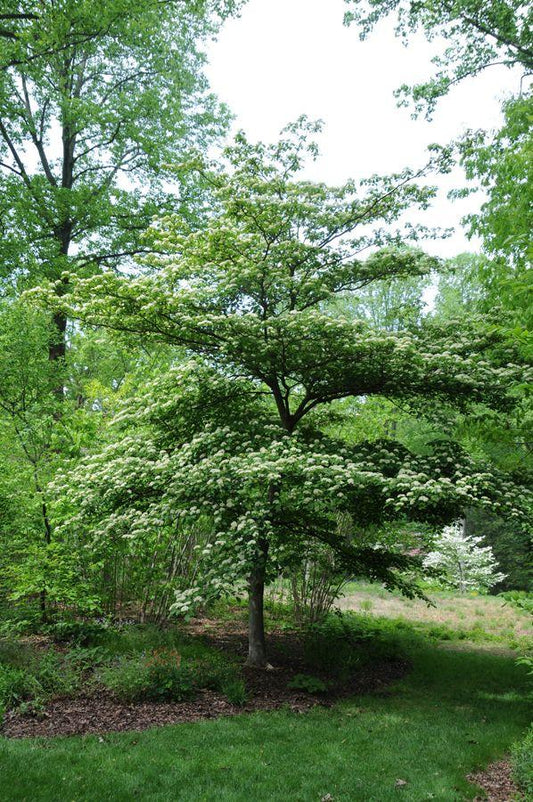 Cornus Alternifolia Single Stem - View 1 from www redcrocus com