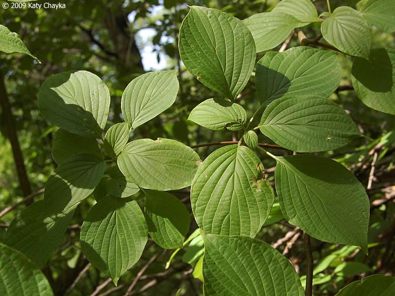 Cornus Alternifolia Single Stem - View 4 from www redcrocus com