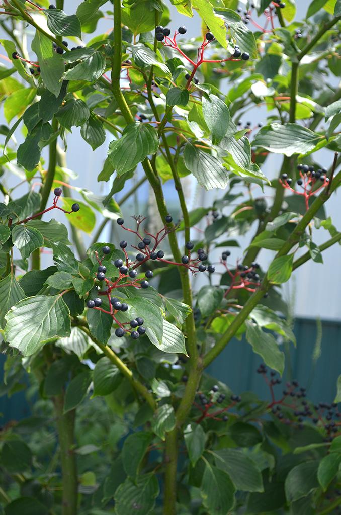 Cornus Alternifolia Single Stem - View 7 from www redcrocus com