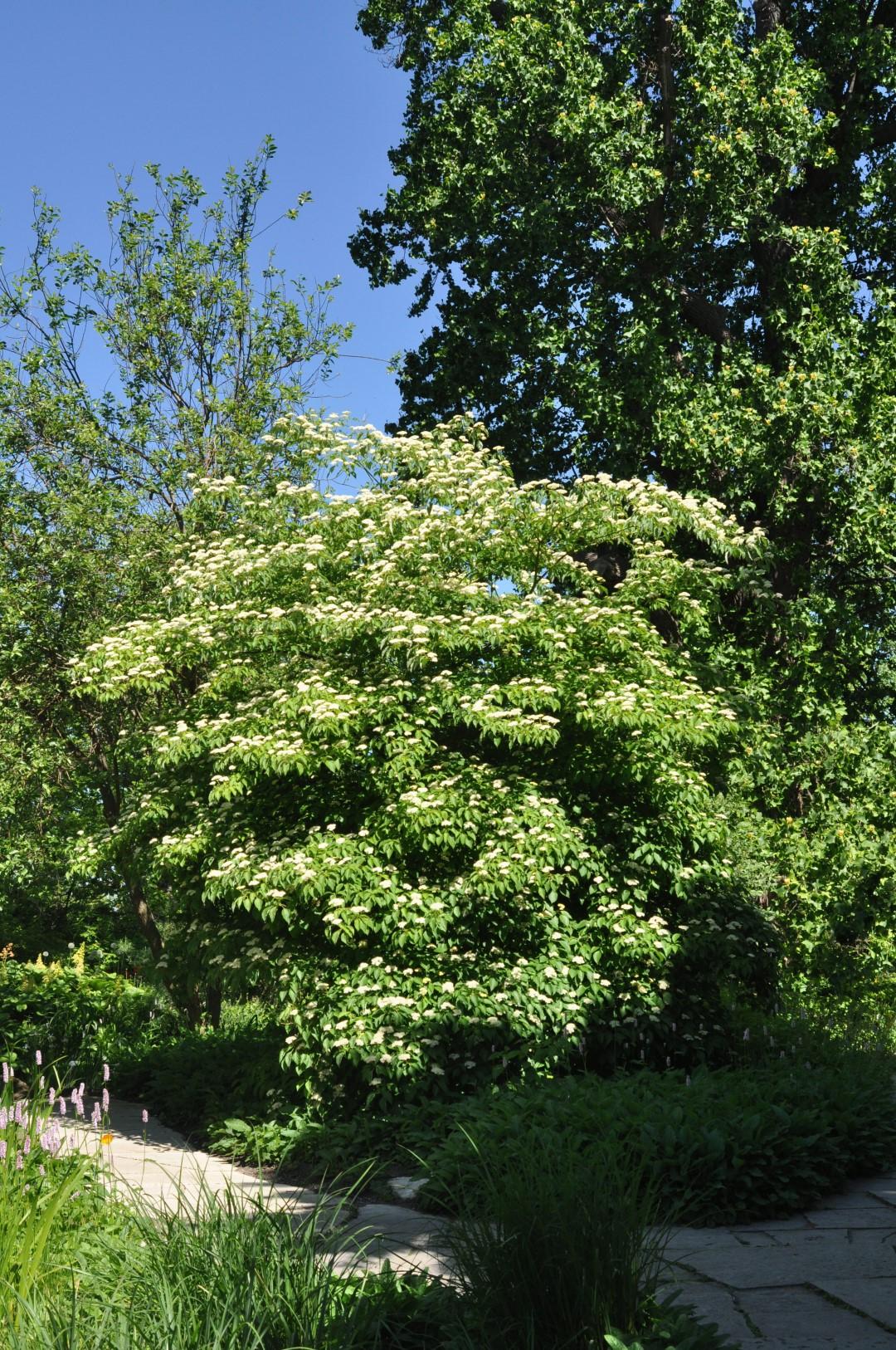 Cornus Alternifolia Single Stem - View 9 from www redcrocus com