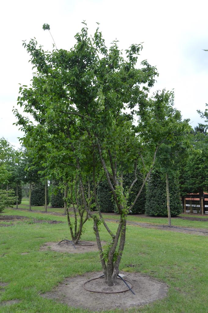 Cornus Mas Multi Stem - View 11 from www redcrocus com
