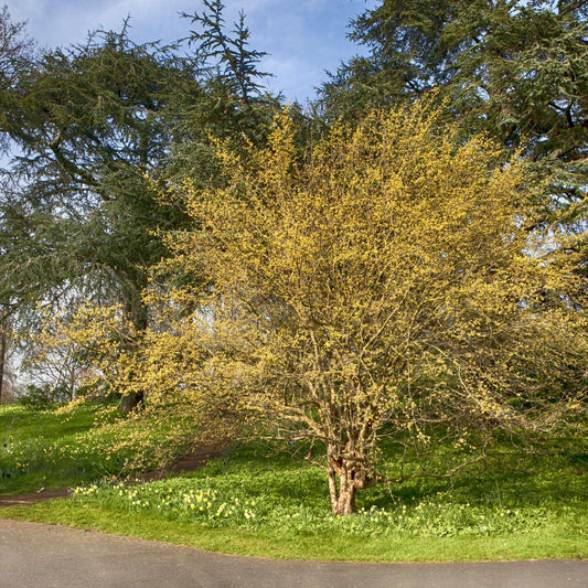 Cornus Mas Multi Stem - View 1 from www redcrocus com