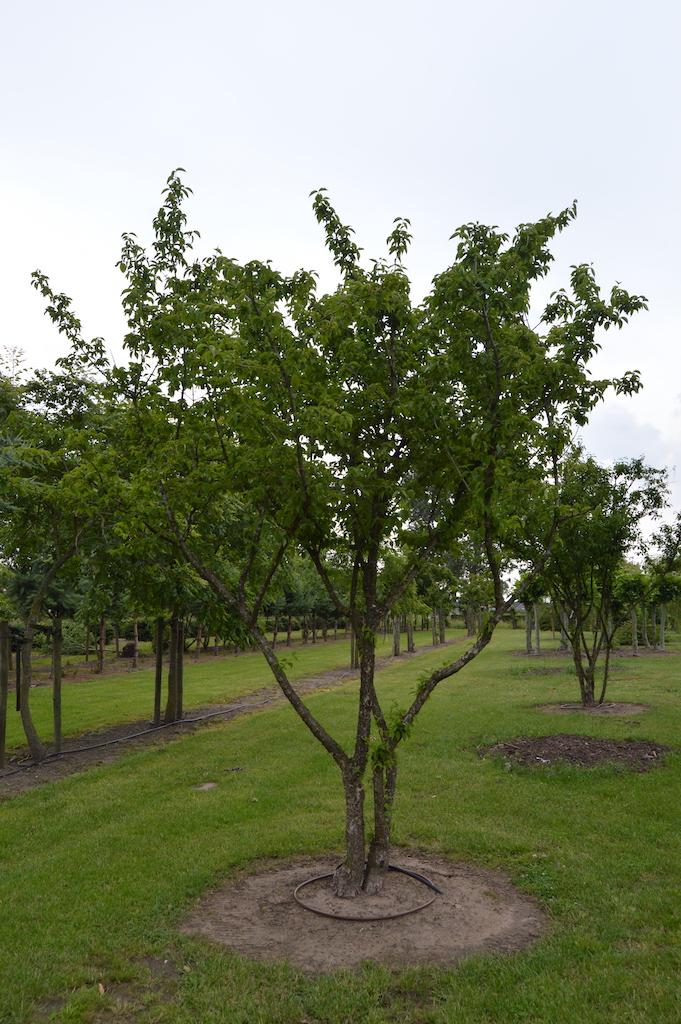Cornus Mas Multi Stem - View 2 from www redcrocus com
