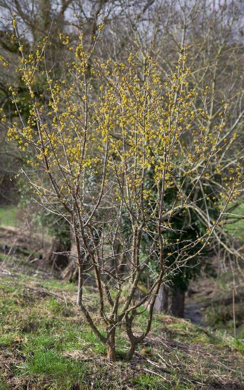 Cornus Mas Multi Stem - View 7 from www redcrocus com