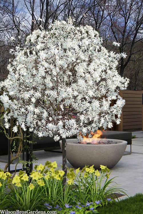 Magnolia Stellata 'royal Star' Multi Stem - View 10 from www redcrocus com