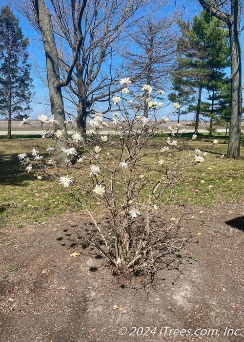 Magnolia Stellata 'royal Star' Multi Stem - View 13 from www redcrocus com