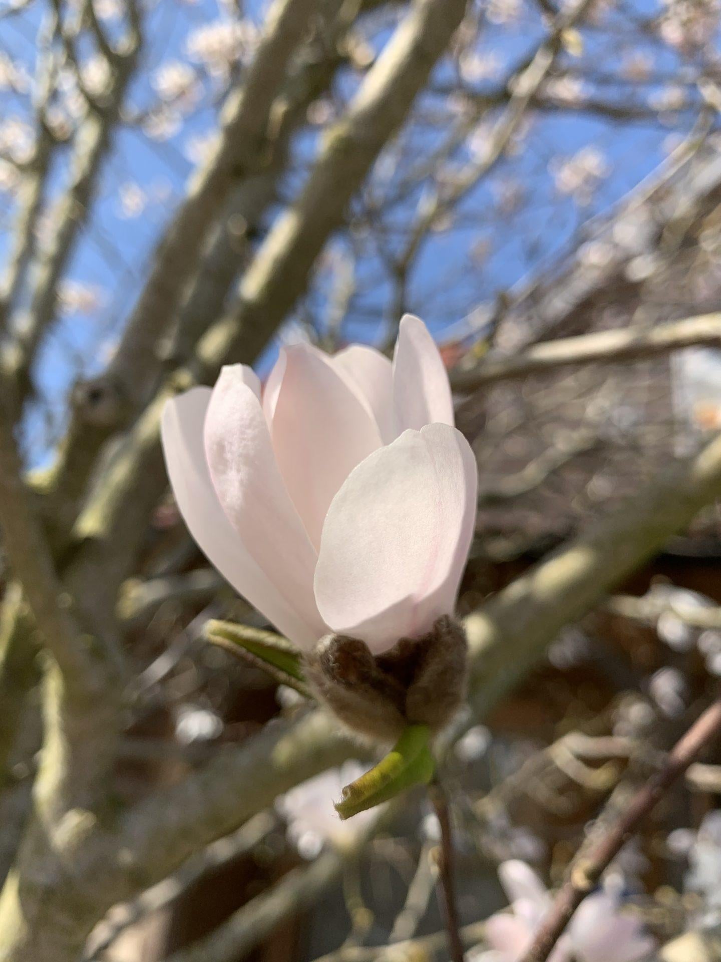 Magnolia Stellata 'royal Star' Multi Stem - View 15 from www redcrocus com