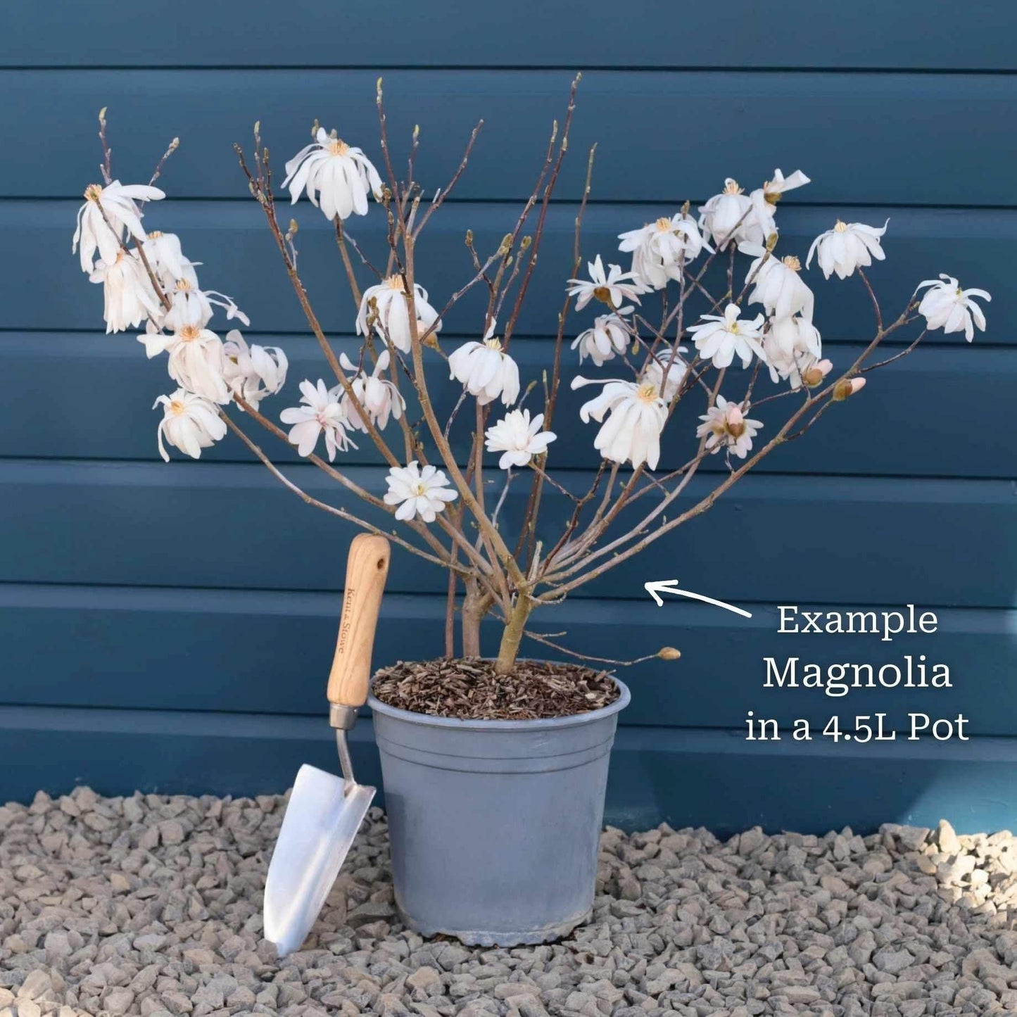 Magnolia Stellata 'royal Star' Multi Stem - View 17 from www redcrocus com