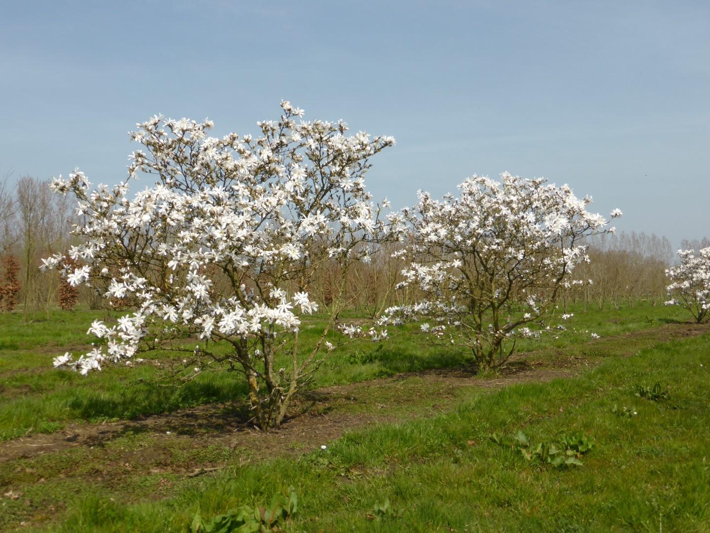 Magnolia Stellata 'royal Star' Multi Stem - View 20 from www redcrocus com