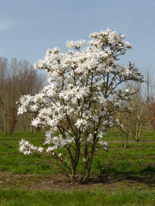 Magnolia Stellata 'royal Star' Multi Stem - View 21 from www redcrocus com