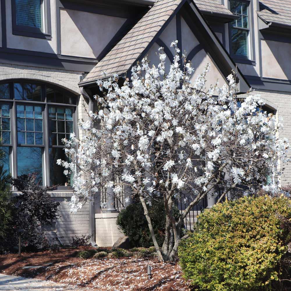 Magnolia Stellata 'royal Star' Multi Stem - View 22 from www redcrocus com