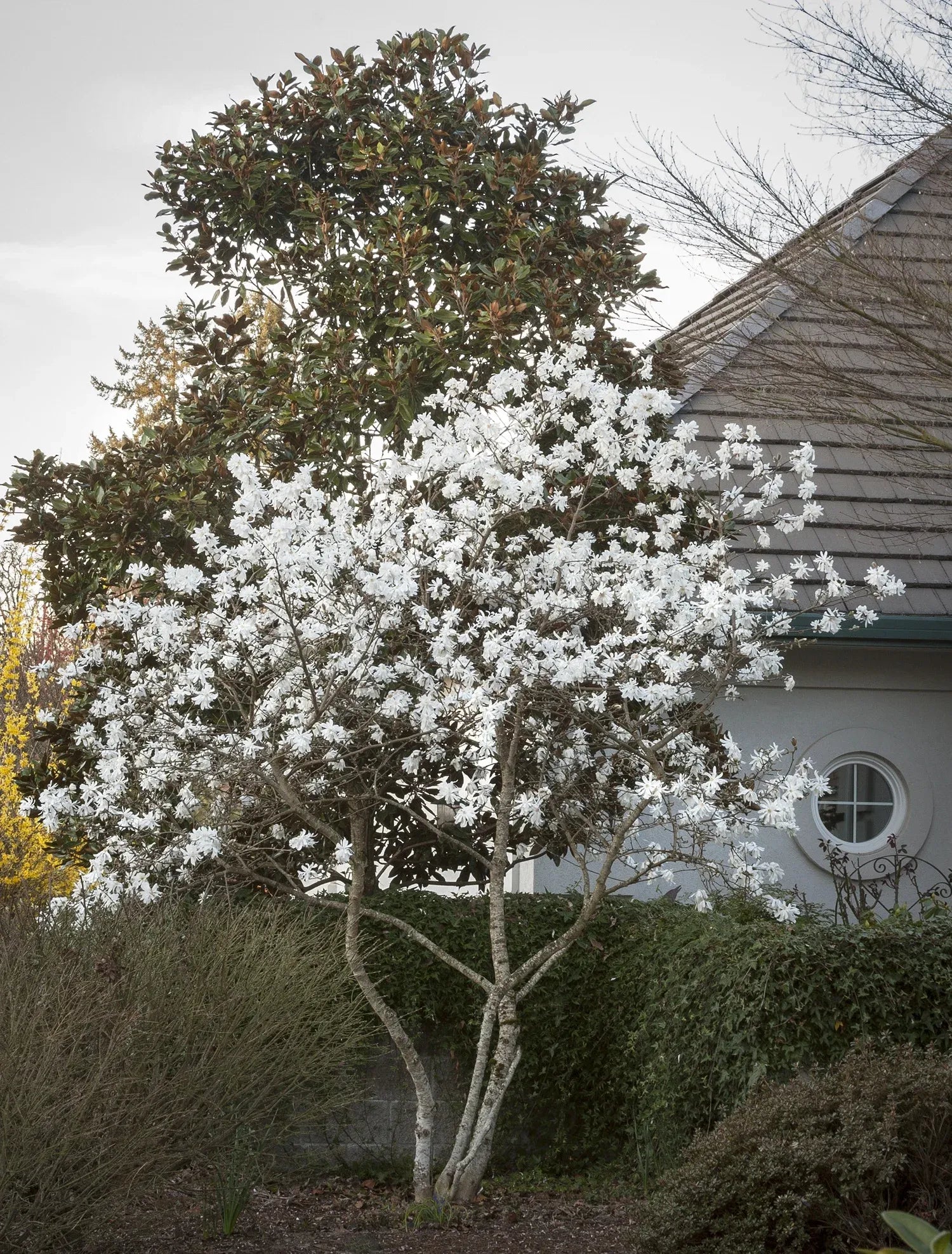Magnolia Stellata 'royal Star' Multi Stem - View 24 from www redcrocus com
