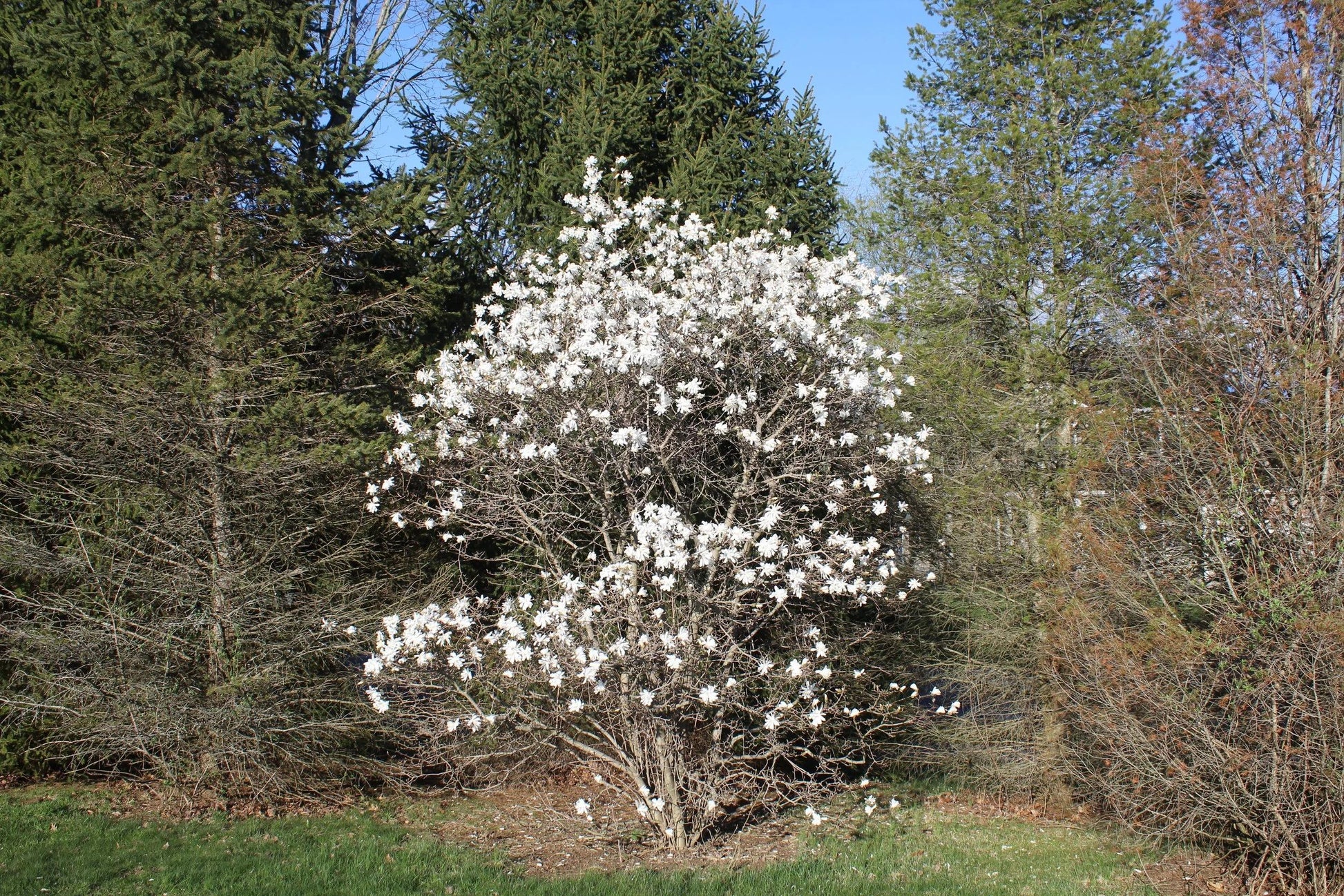Magnolia Stellata 'royal Star' Multi Stem - View 26 from www redcrocus com