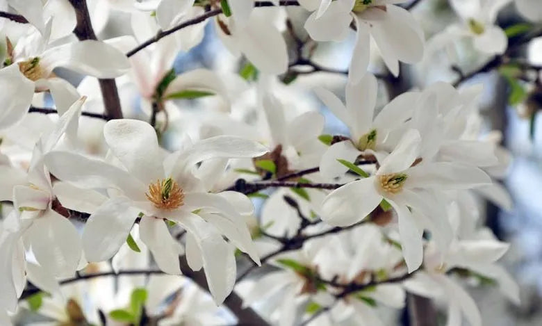 Magnolia Stellata 'royal Star' Multi Stem - View 28 from www redcrocus com