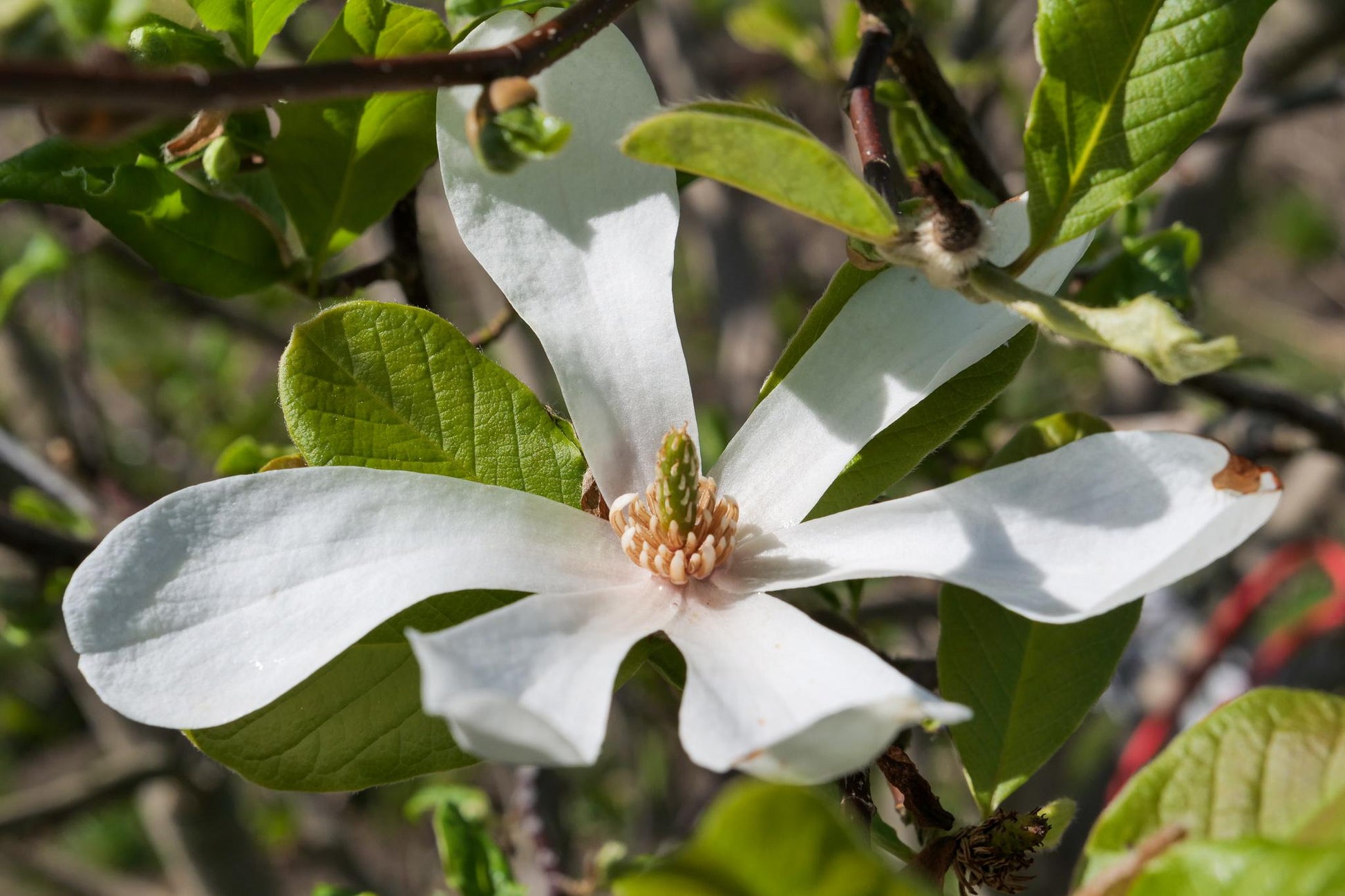 Magnolia Stellata 'royal Star' Multi Stem - View 29 from www redcrocus com