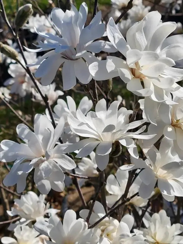 Magnolia Stellata 'royal Star' Multi Stem - View 30 from www redcrocus com