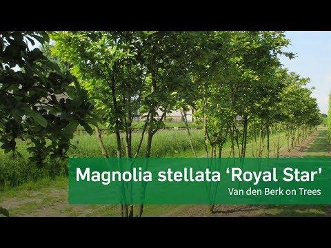 Magnolia Stellata 'royal Star' Multi Stem - View 31 from www redcrocus com