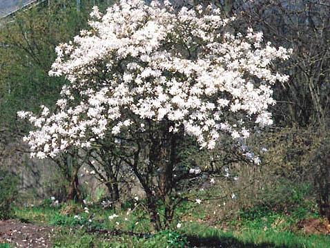 Magnolia Stellata 'royal Star' Multi Stem - View 32 from www redcrocus com