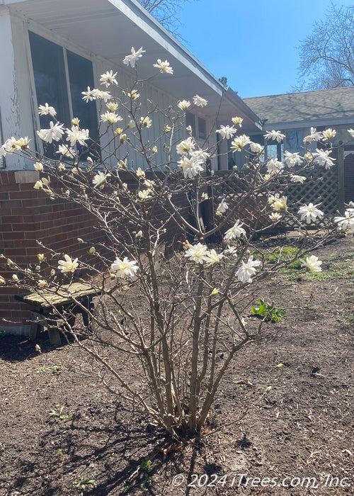 Magnolia Stellata 'royal Star' Multi Stem - View 4 from www redcrocus com