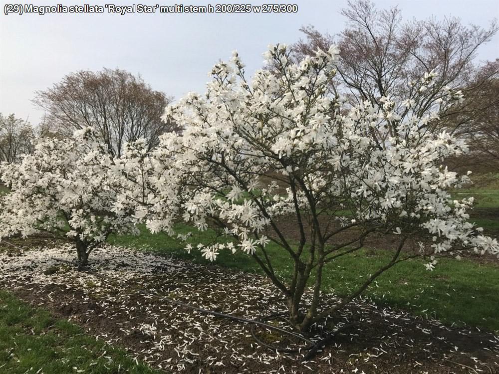 Magnolia Stellata 'royal Star' Multi Stem - View 5 from www redcrocus com