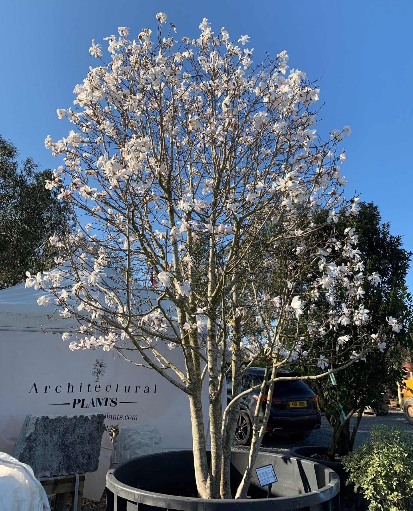 Magnolia Stellata 'royal Star' Multi Stem - View 6 from www redcrocus com