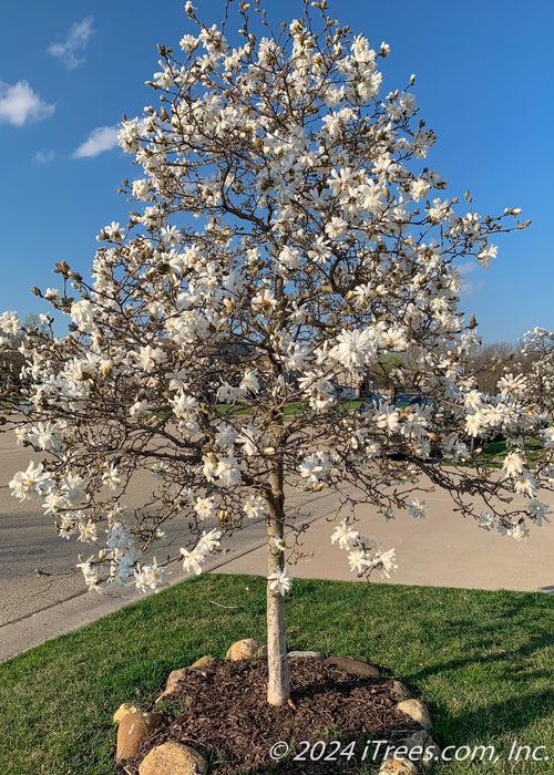 Magnolia Stellata 'royal Star' Multi Stem - View 7 from www redcrocus com