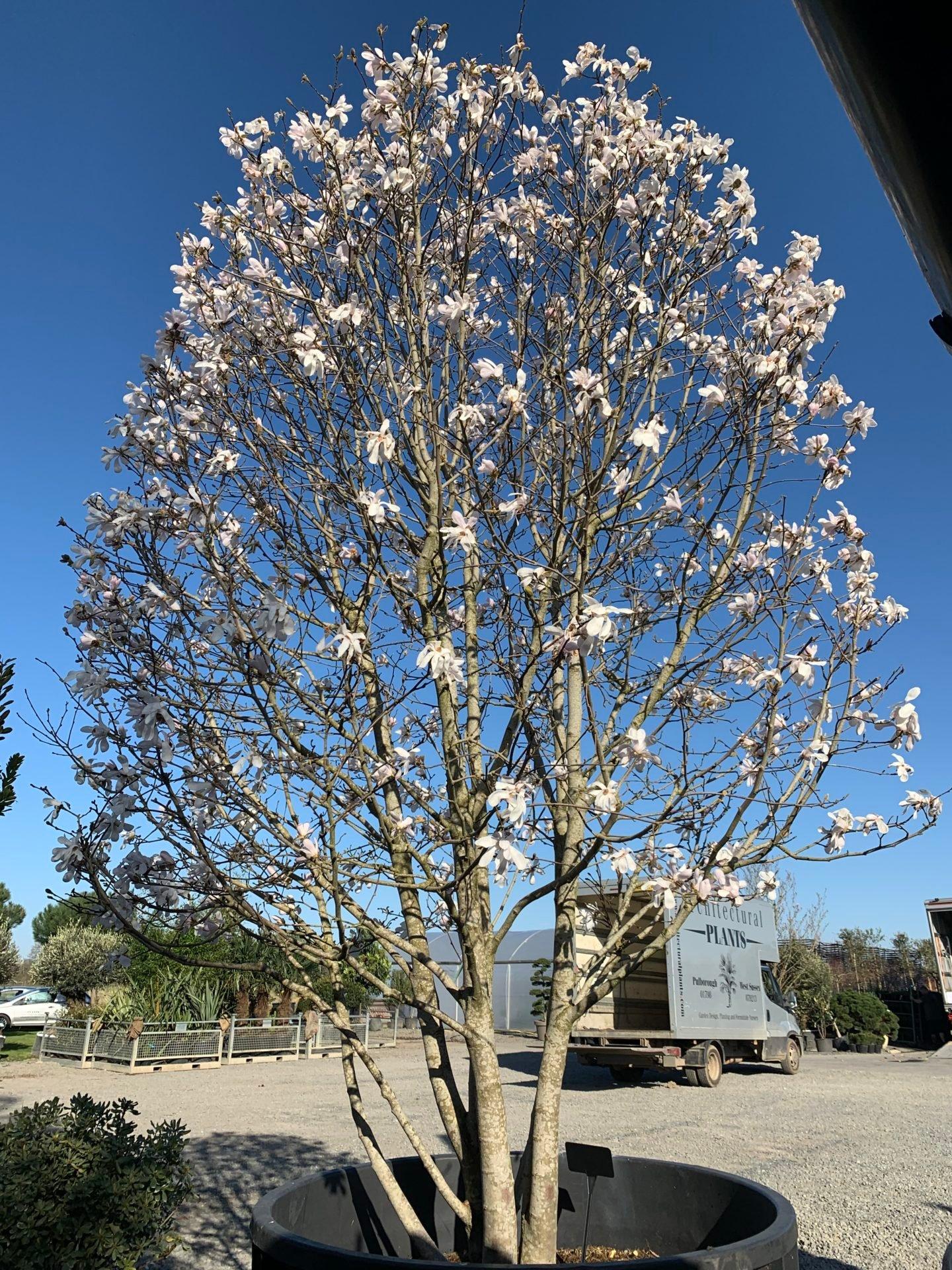 Magnolia Stellata 'royal Star' Multi Stem - View 9 from www redcrocus com
