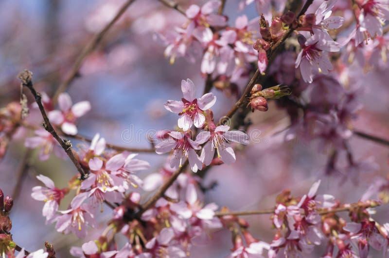 Prunus Campanulata Okame - View 10 from www redcrocus com