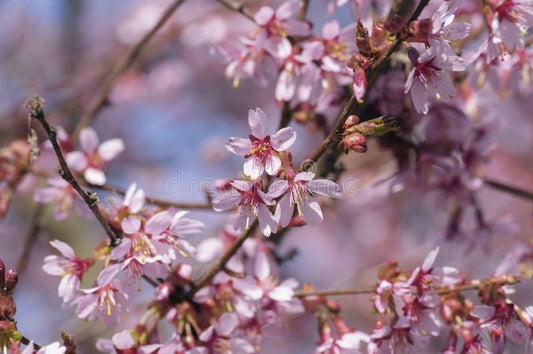 Prunus Campanulata Okame - View 10 from www redcrocus com