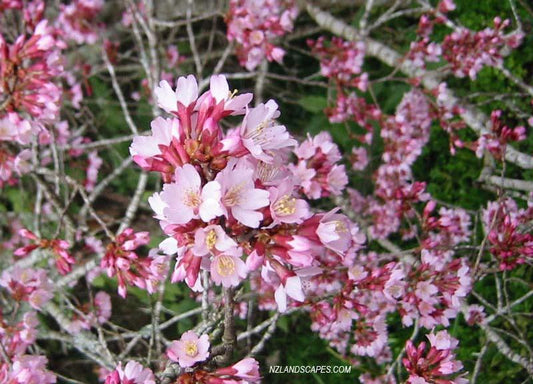 Prunus Campanulata Okame - View 10 from www redcrocus com