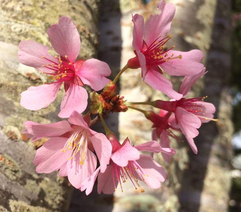 Prunus Campanulata Okame - View 1 from www redcrocus com