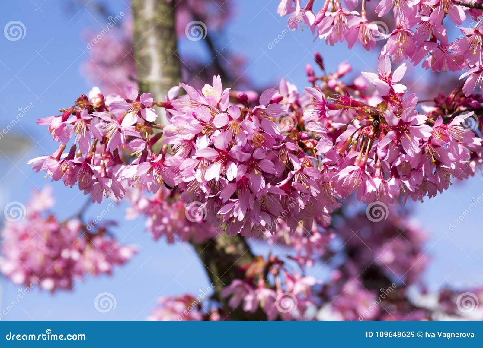 Prunus Campanulata Okame - View 4 from www redcrocus com