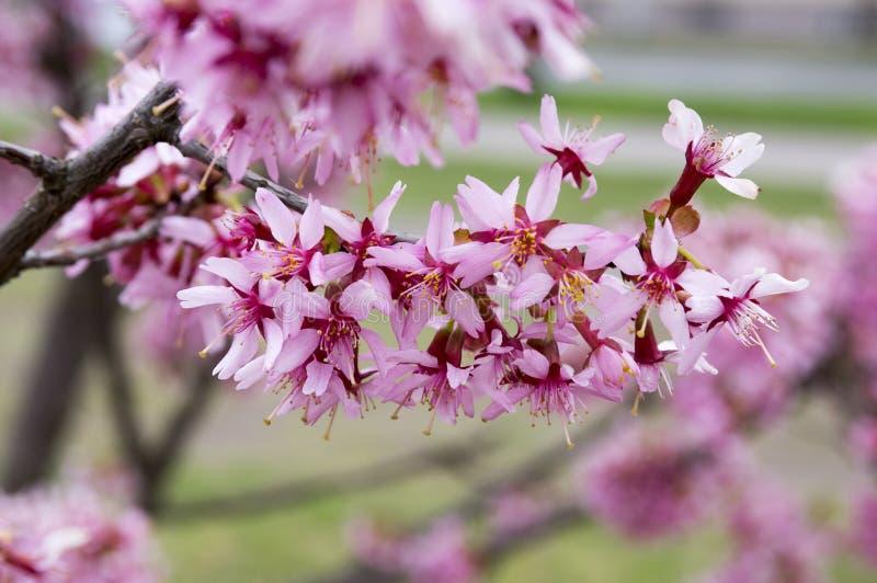 Prunus Campanulata Okame - View 8 from www redcrocus com