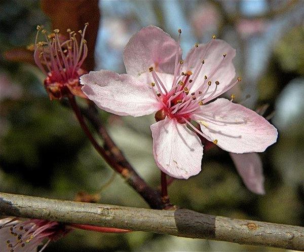 Prunus Cerasifera Kv - View 13 from www redcrocus com